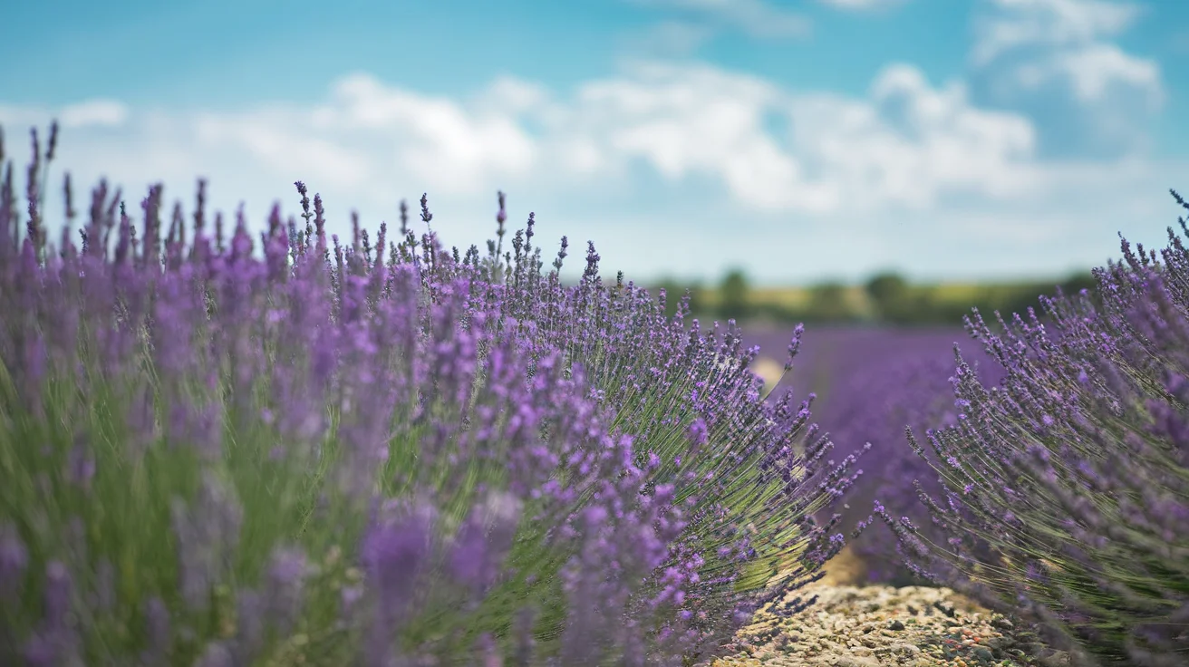 Lavender Fields Forever