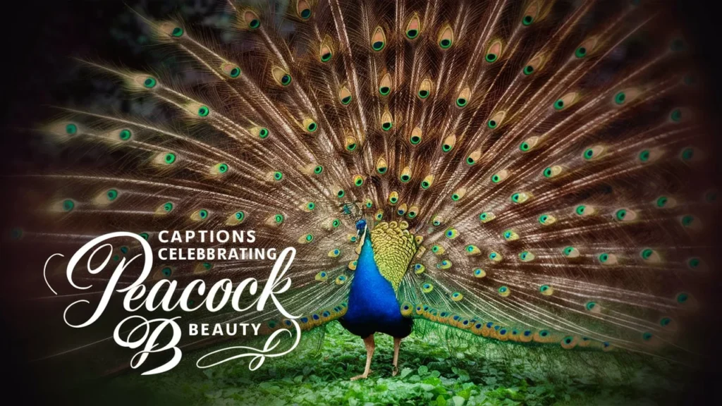 Captions Celebrating Peacock Beauty