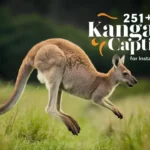 Kangaroo Captions For Instagram & Quotes