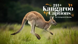 Kangaroo Captions For Instagram & Quotes